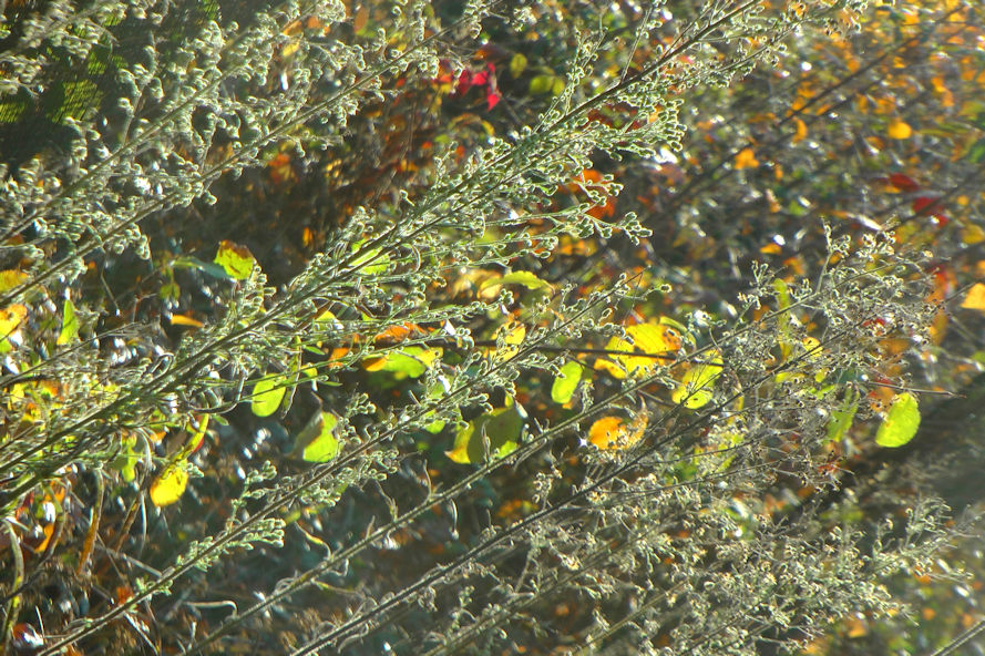 GraminésFeuillesRed